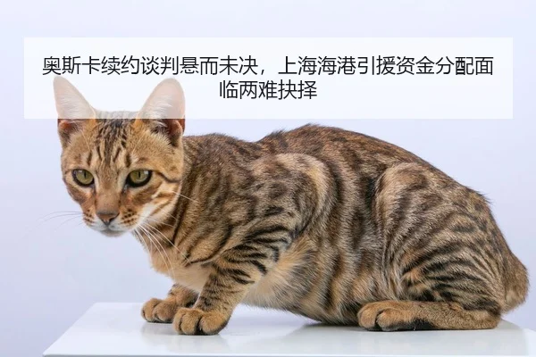 ao-si-ka-xu-yue-tan-pan-xuan-er-wei-jue-shang-hai-hai-gang-yin-yuan-zi-jin-fen-pei-mian-lin-liang-nan-jue-ze-2-244.jpg