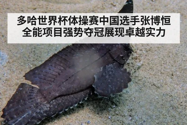 多哈世界杯体操赛中国选手张博恒全能项目强势夺冠展现卓越实力